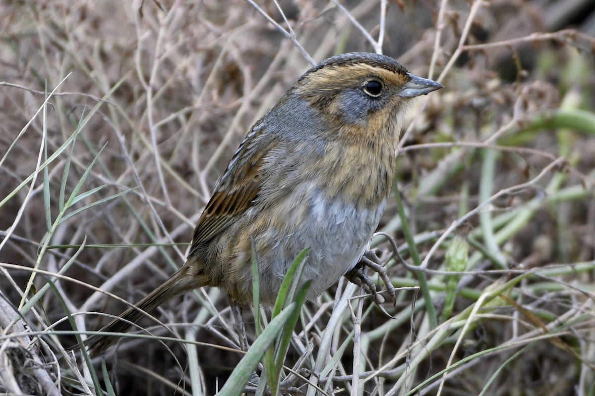 nålhalespurv - ML643312902