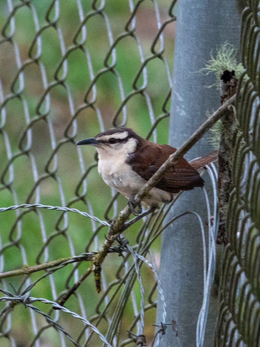 Bicolored Wren - ML643312908
