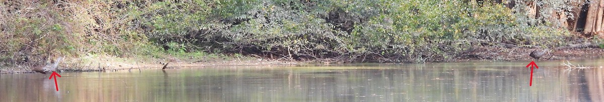 Limpkin - ML643312913