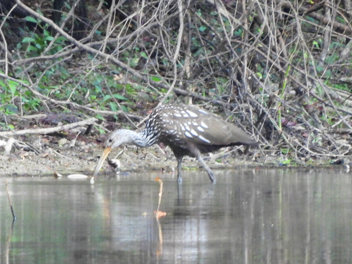 Limpkin - ML643312915