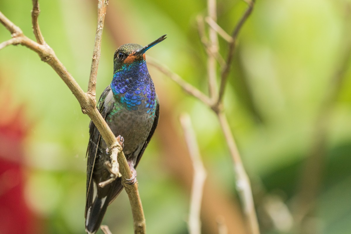 Colibrí de Bouguer Occidental - ML643312916