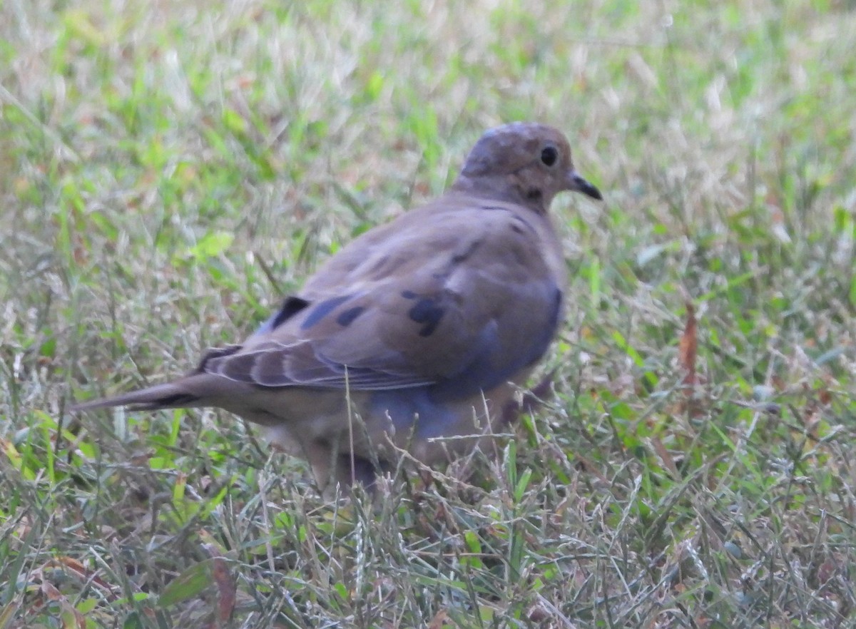 Mourning Dove - ML643312926