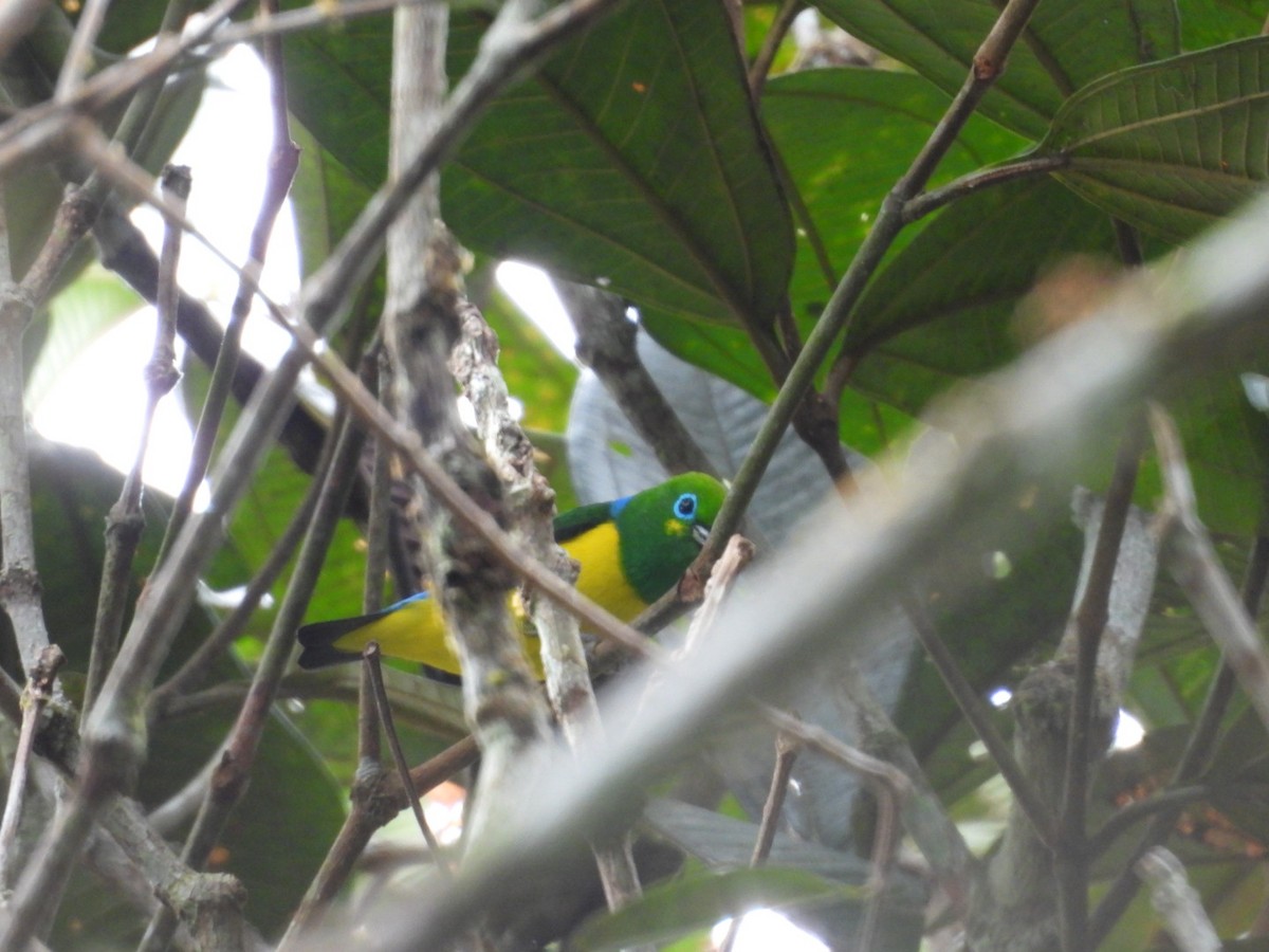 Blue-naped Chlorophonia - ML643312940