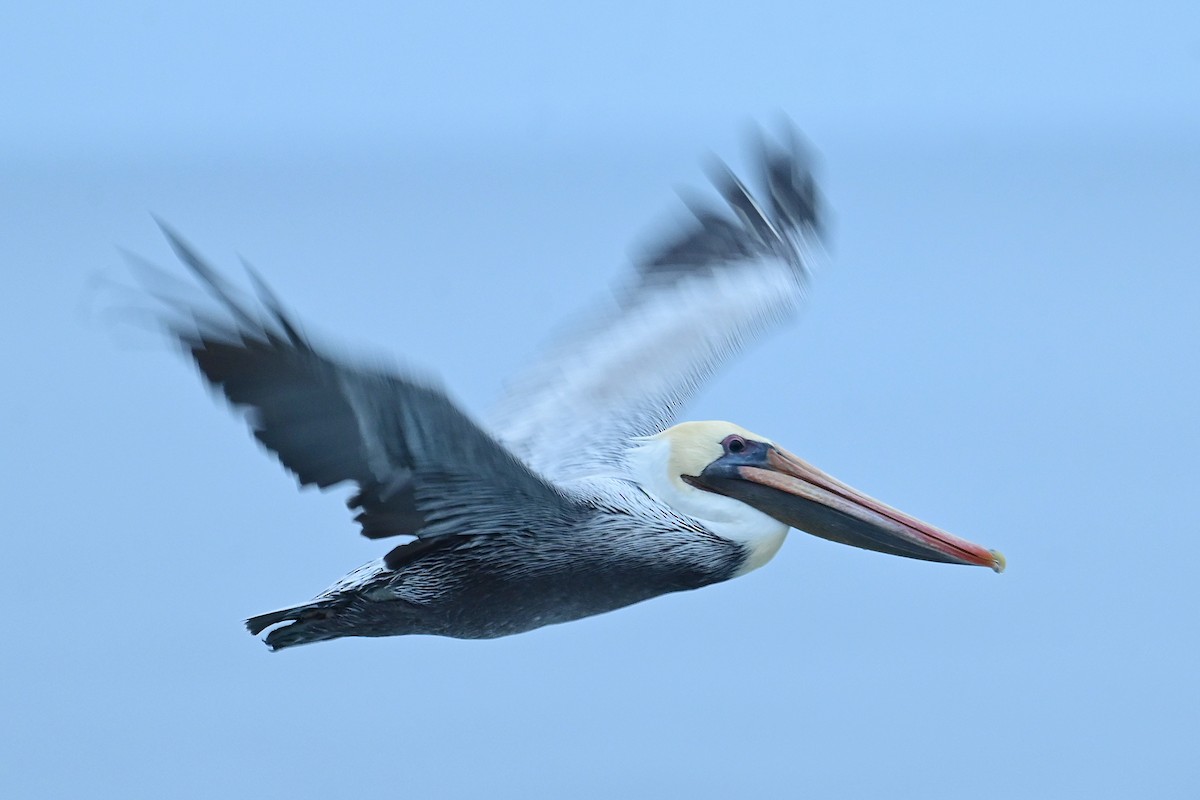 Brown Pelican (California) - ML643312971