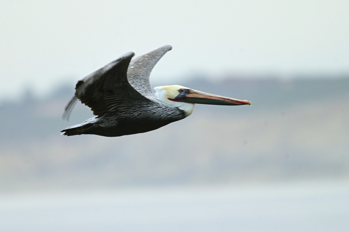 Brown Pelican (California) - ML643312972