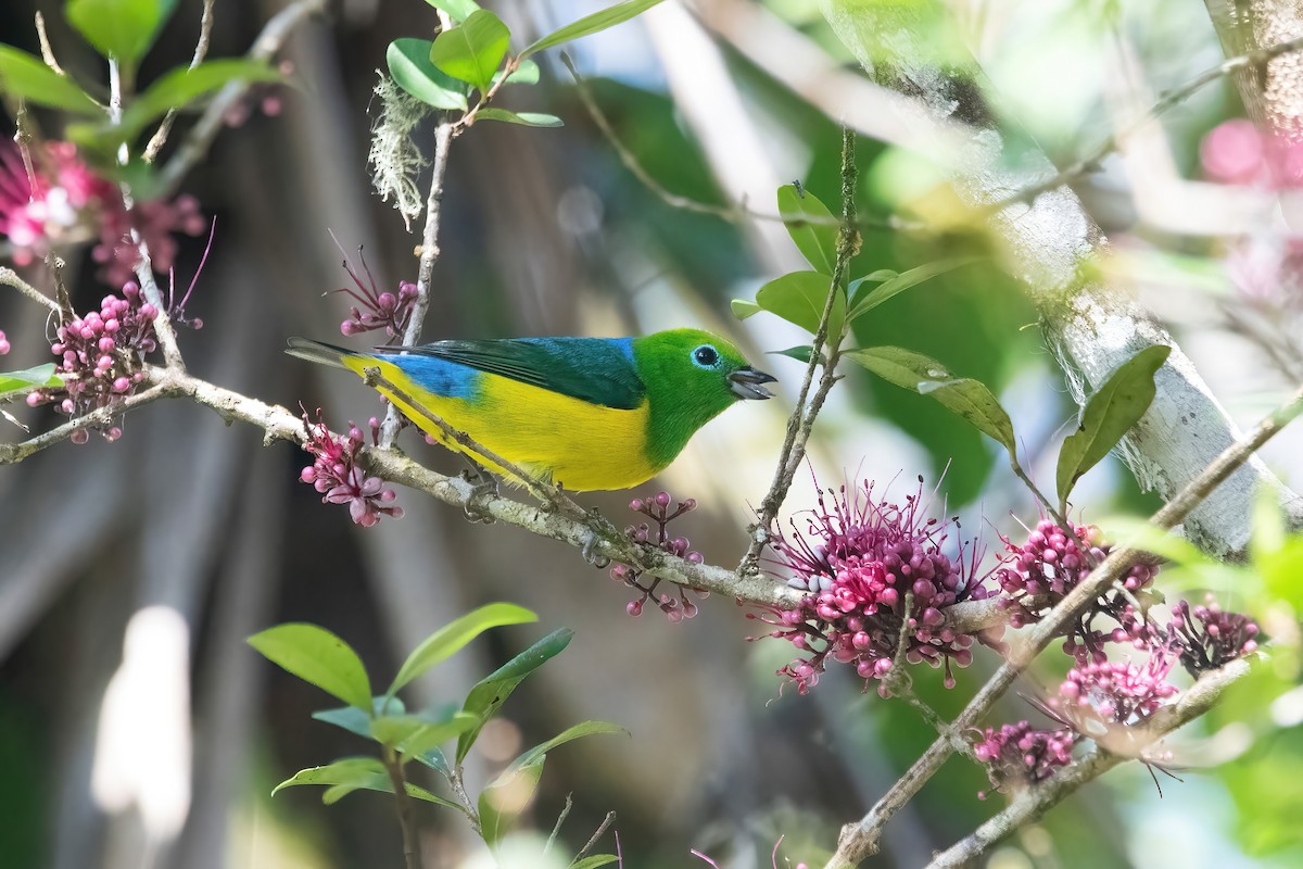 Blue-naped Chlorophonia - ML643312981