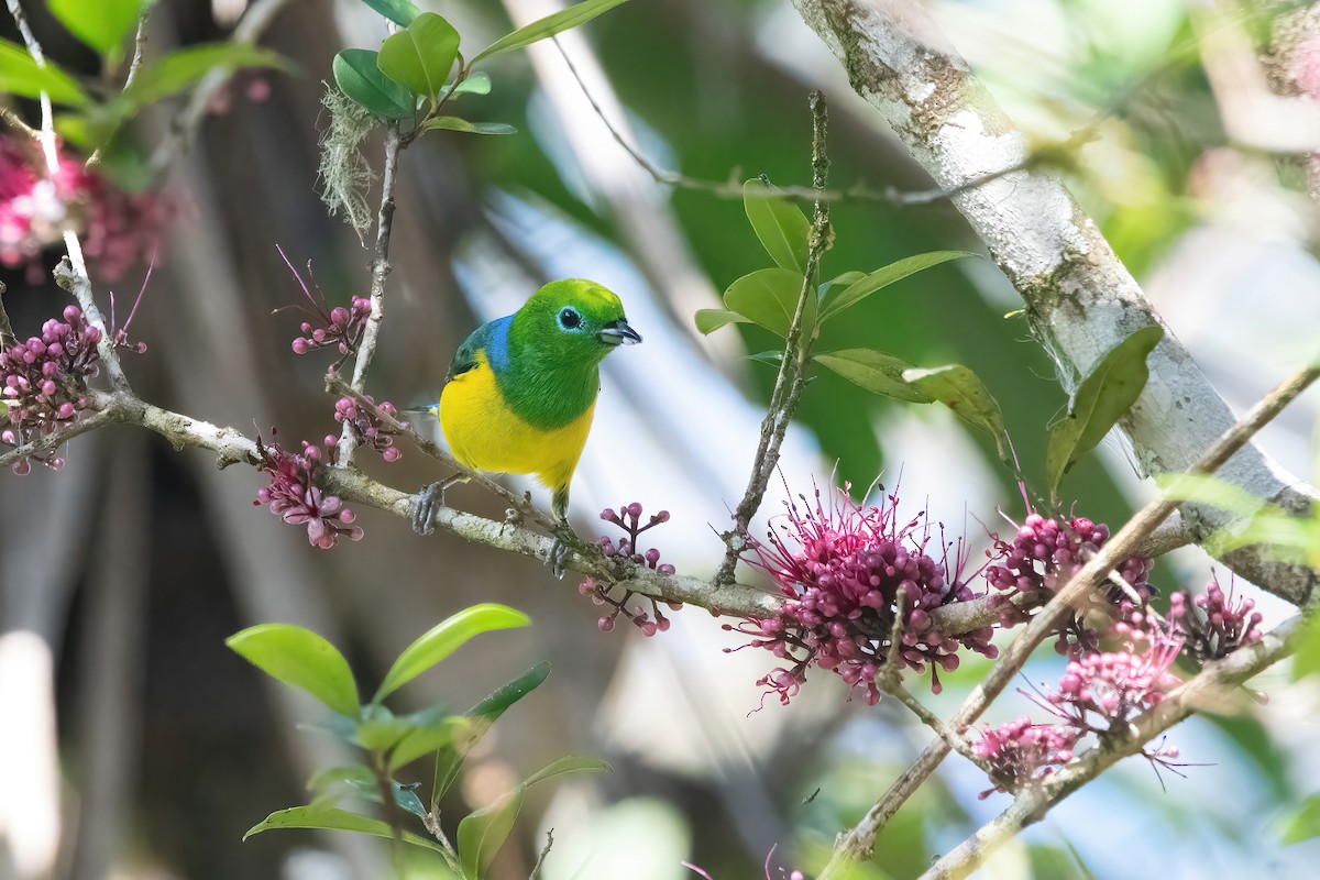 Blue-naped Chlorophonia - ML643312982