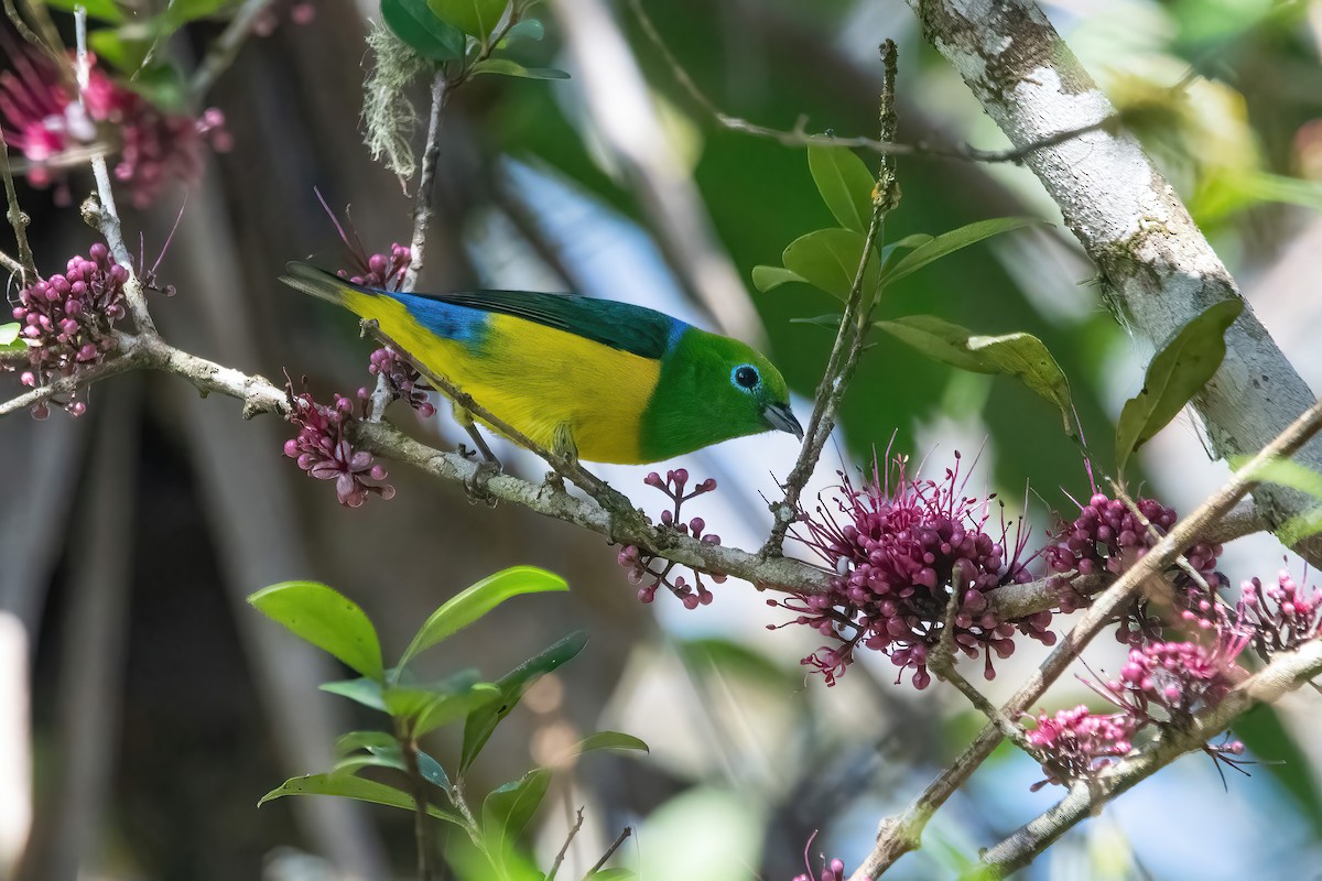 Blue-naped Chlorophonia - ML643312983