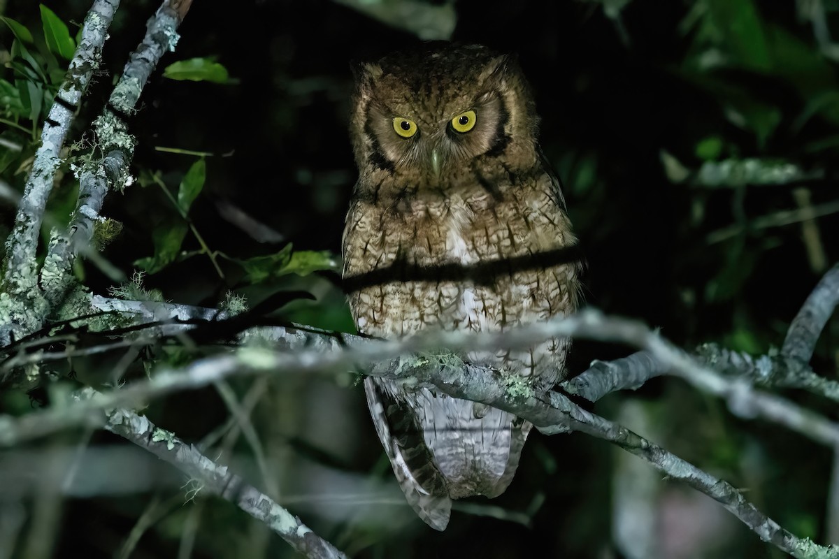 Long-tufted Screech-Owl - ML643312992