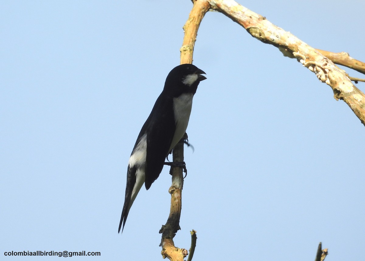 Lined Seedeater - ML643313031
