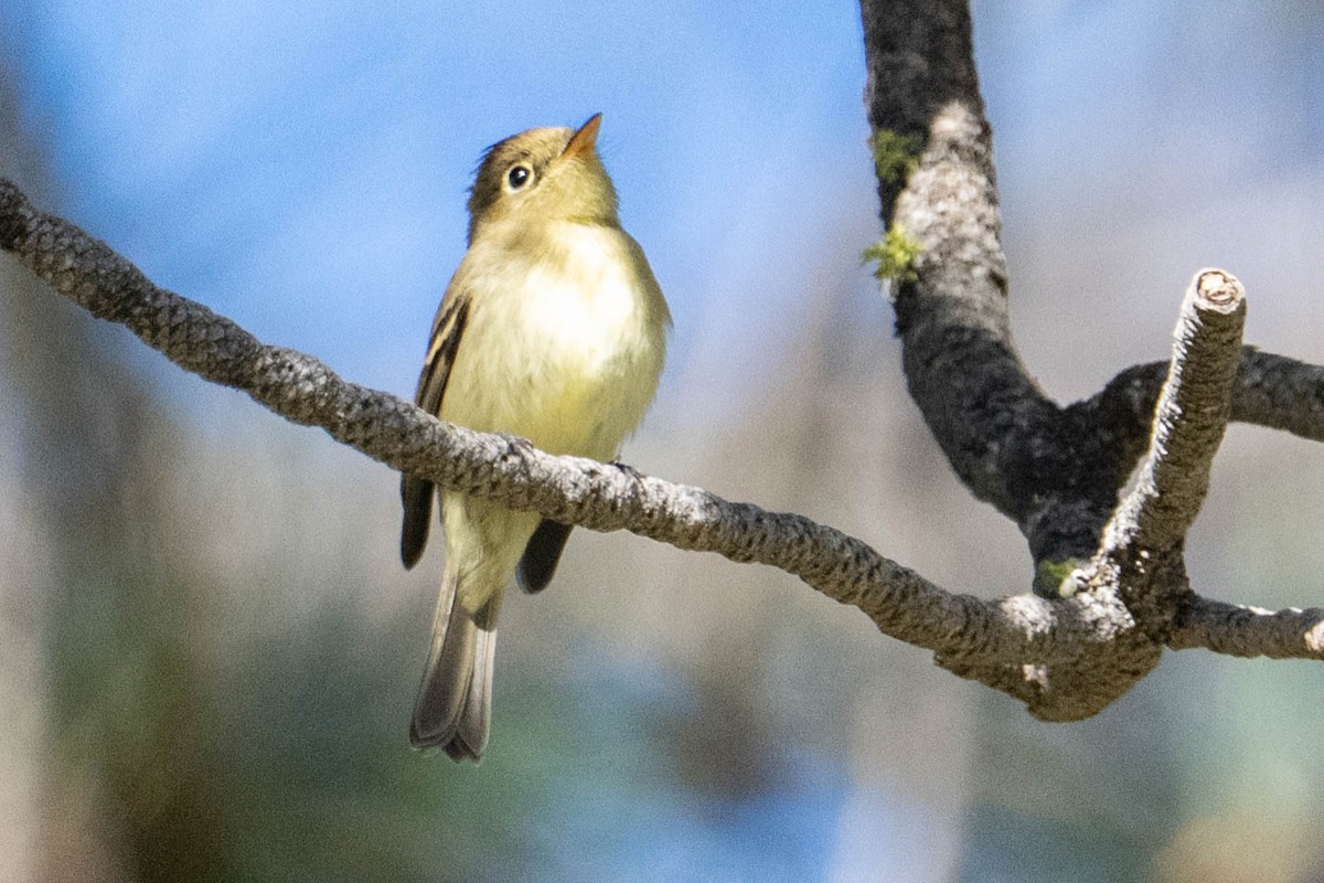 Western Flycatcher (Pacific-slope) - ML643313056