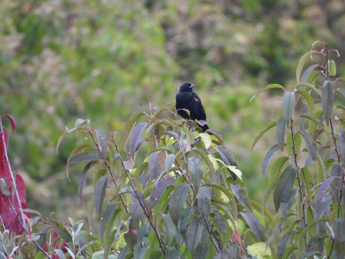 Red-winged Blackbird - ML643313059