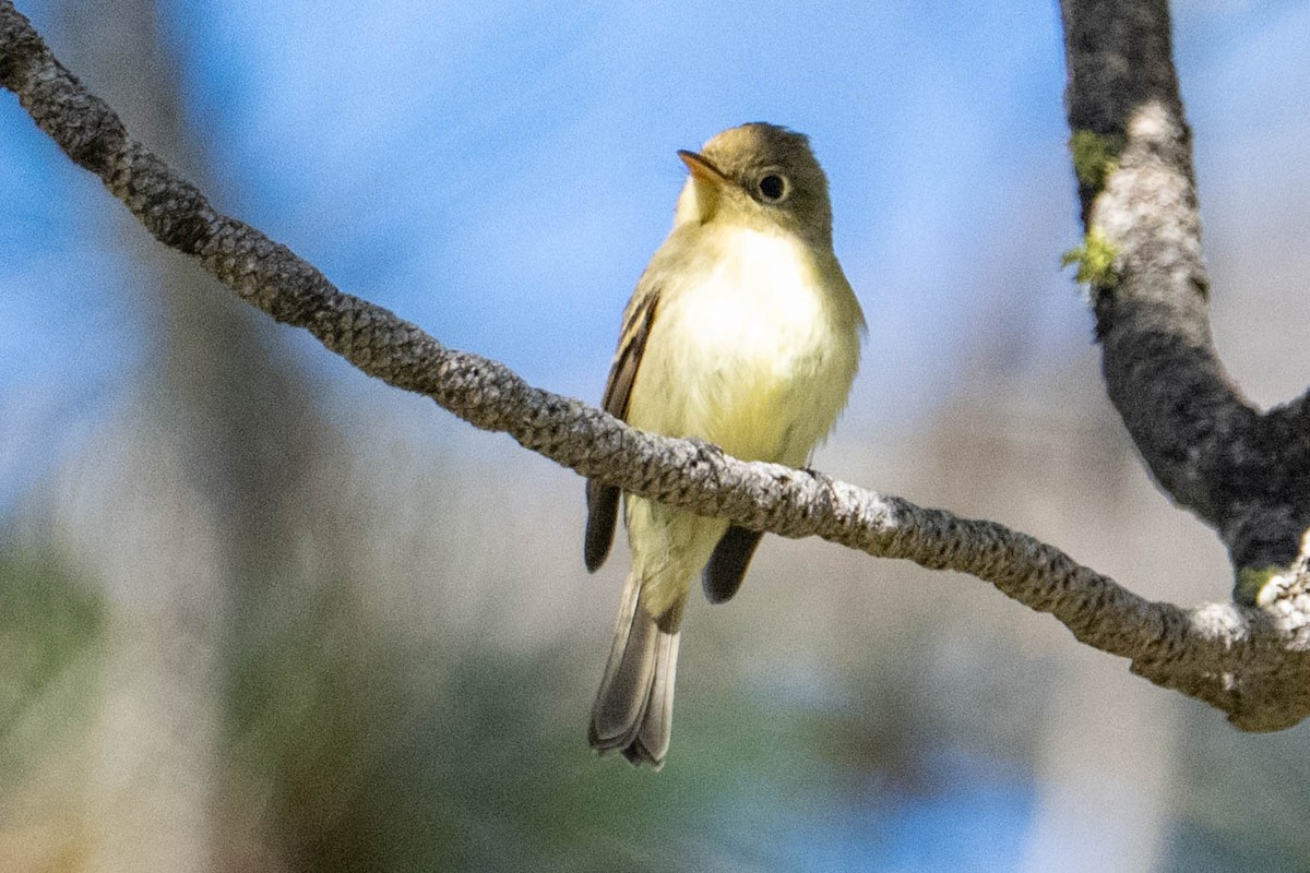 Western Flycatcher (Pacific-slope) - ML643313061