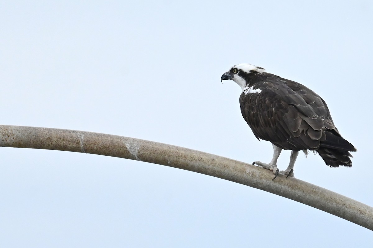 Osprey (American) - ML643313070