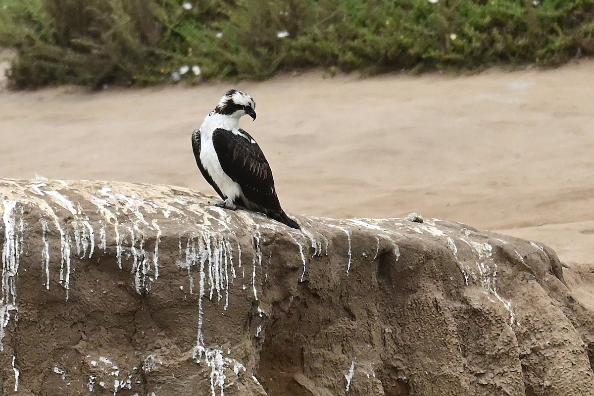 Osprey (American) - ML643313071