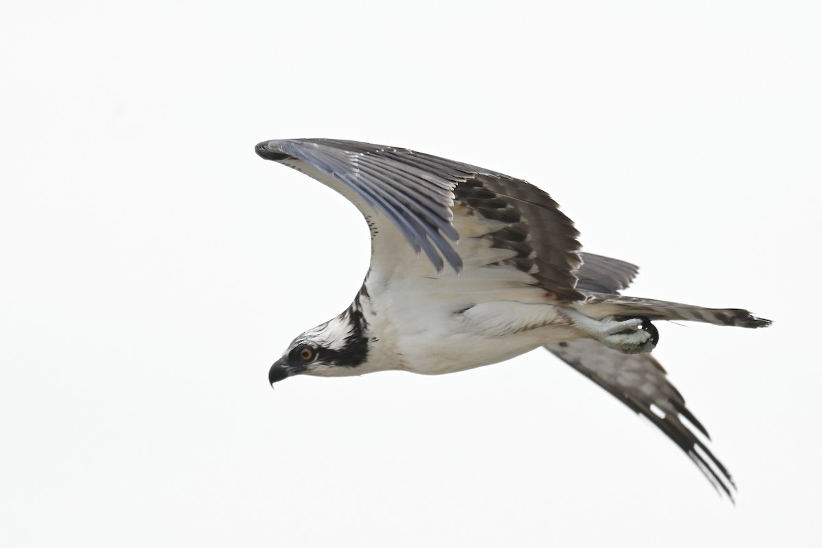 Osprey (American) - ML643313072