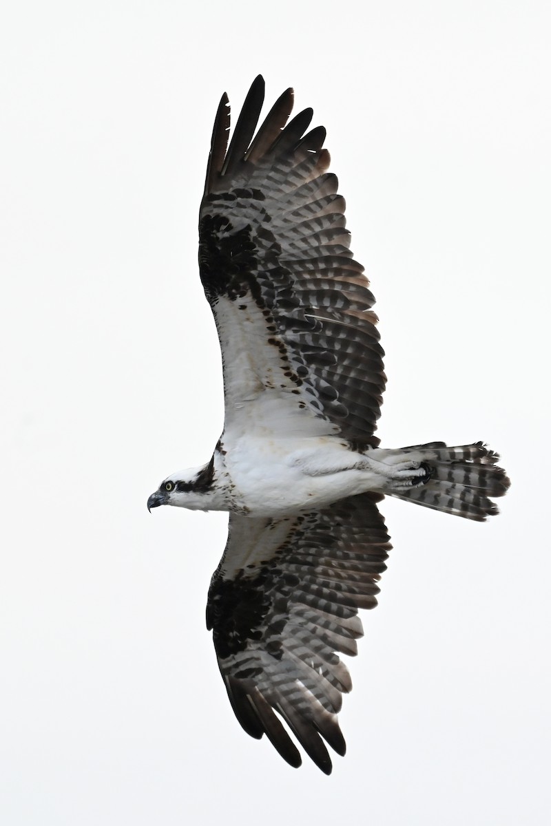 Osprey (American) - ML643313073