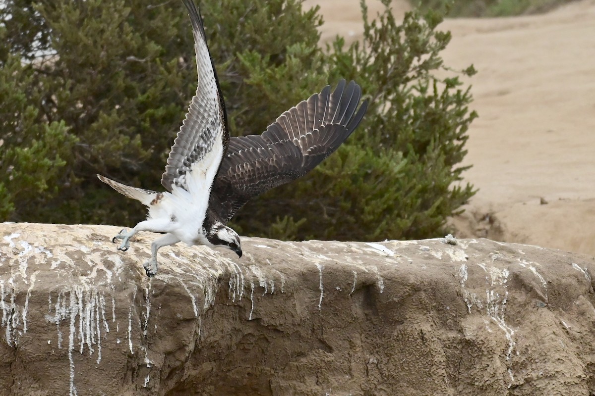 Osprey (American) - ML643313074