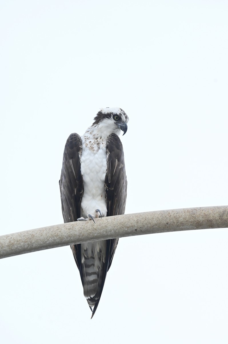 Osprey (American) - ML643313075