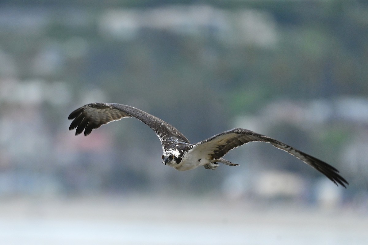Osprey (American) - ML643313077
