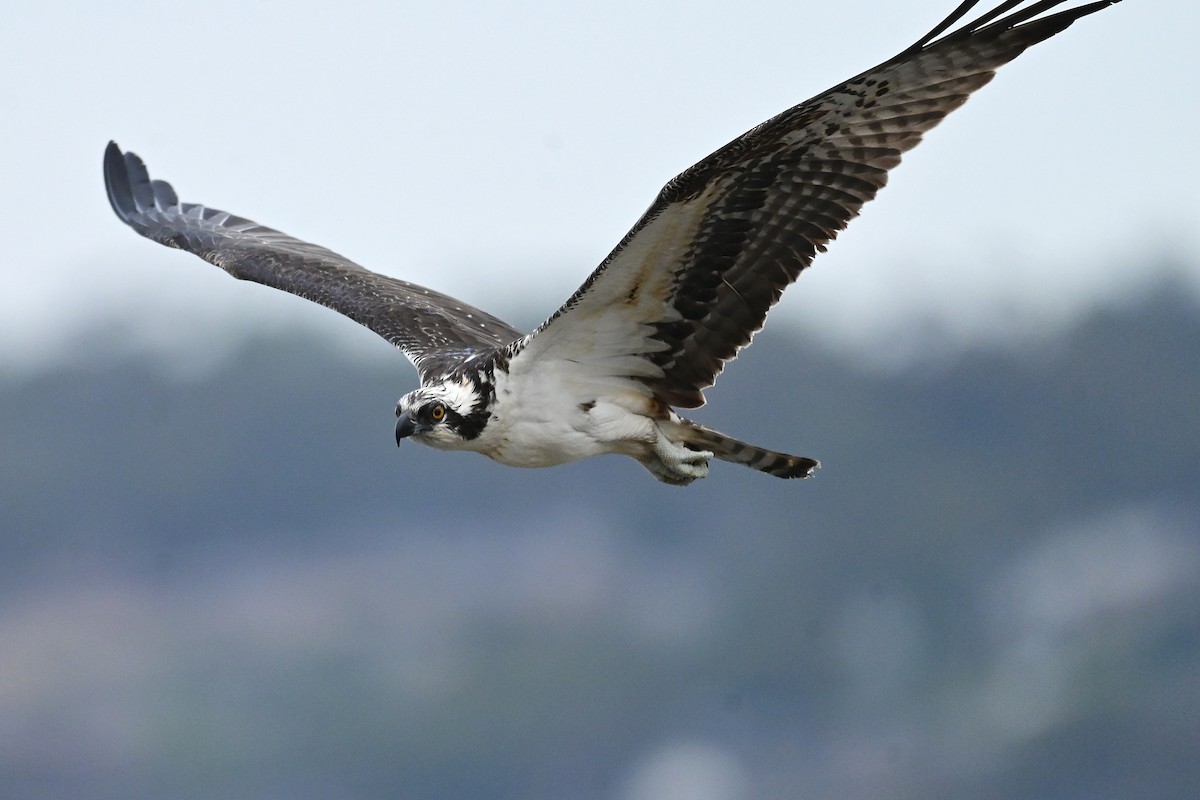 Osprey (American) - ML643313078