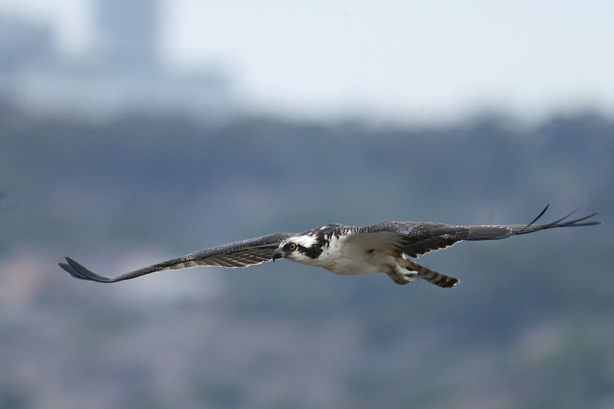 Osprey (American) - ML643313079