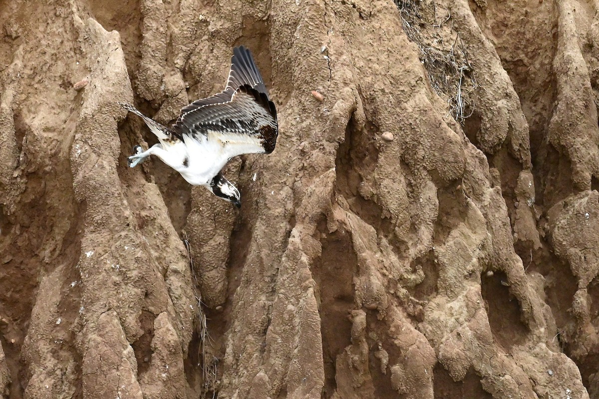 Osprey (American) - ML643313080