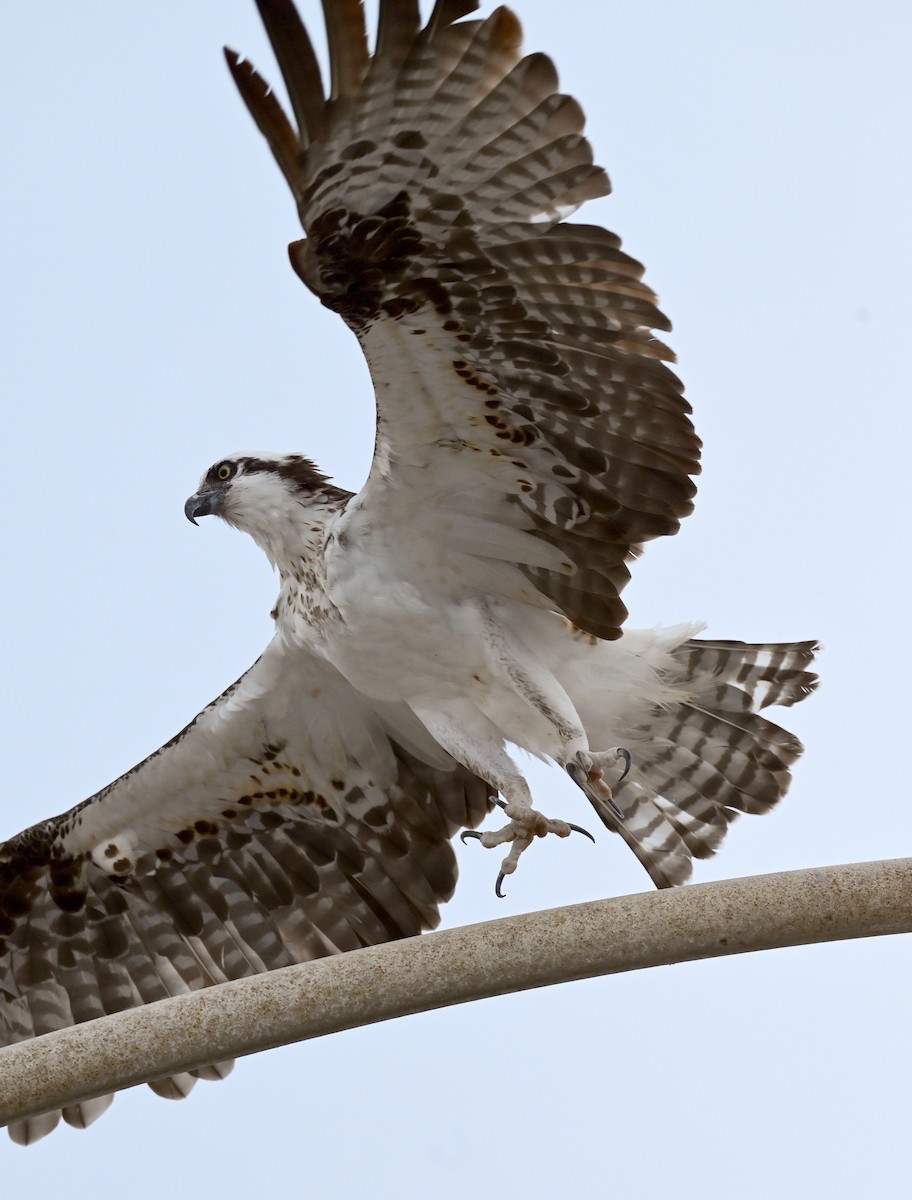 Osprey (American) - ML643313081