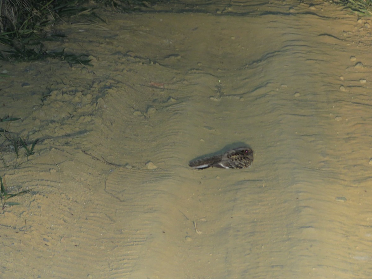 Common Pauraque - Regina Santini