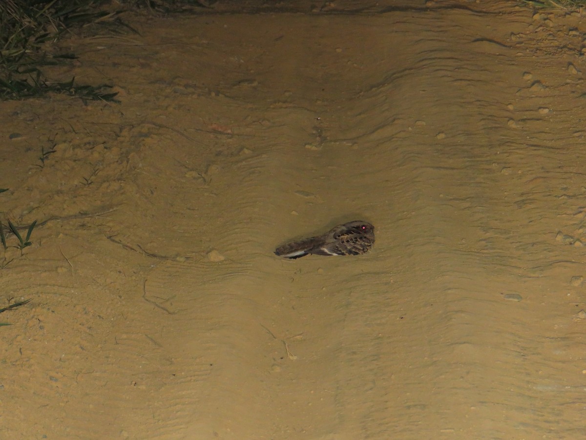 Common Pauraque - Regina Santini