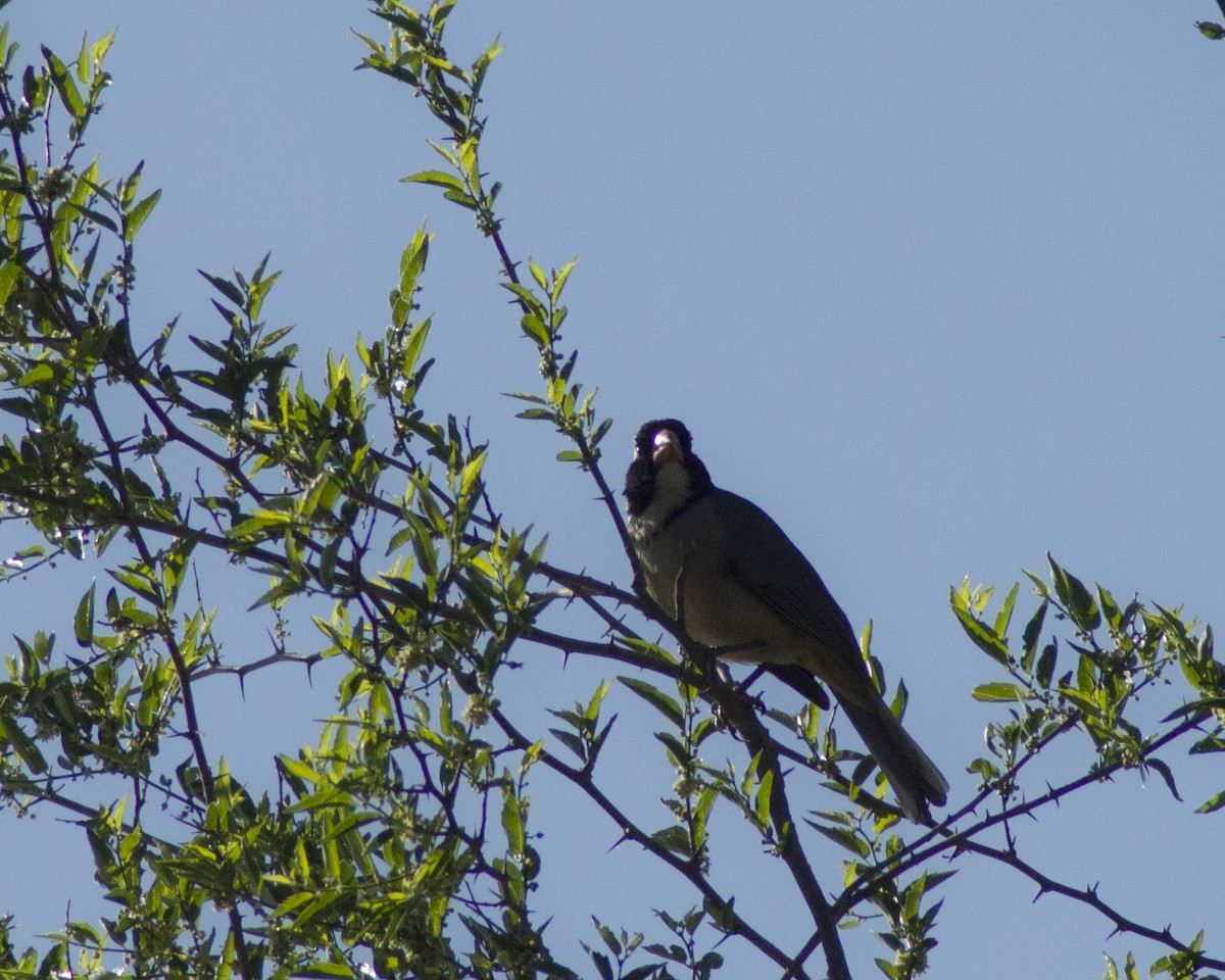 Golden-billed Saltator - ML643313135