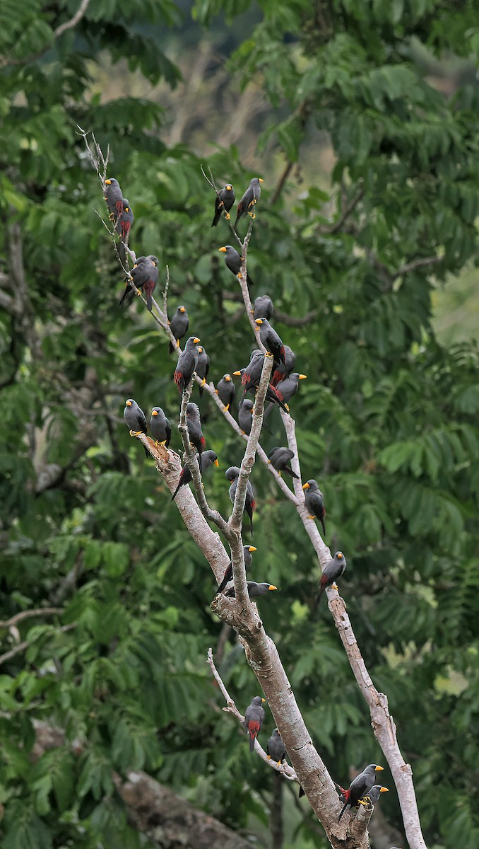 Finch-billed Myna - ML643313170