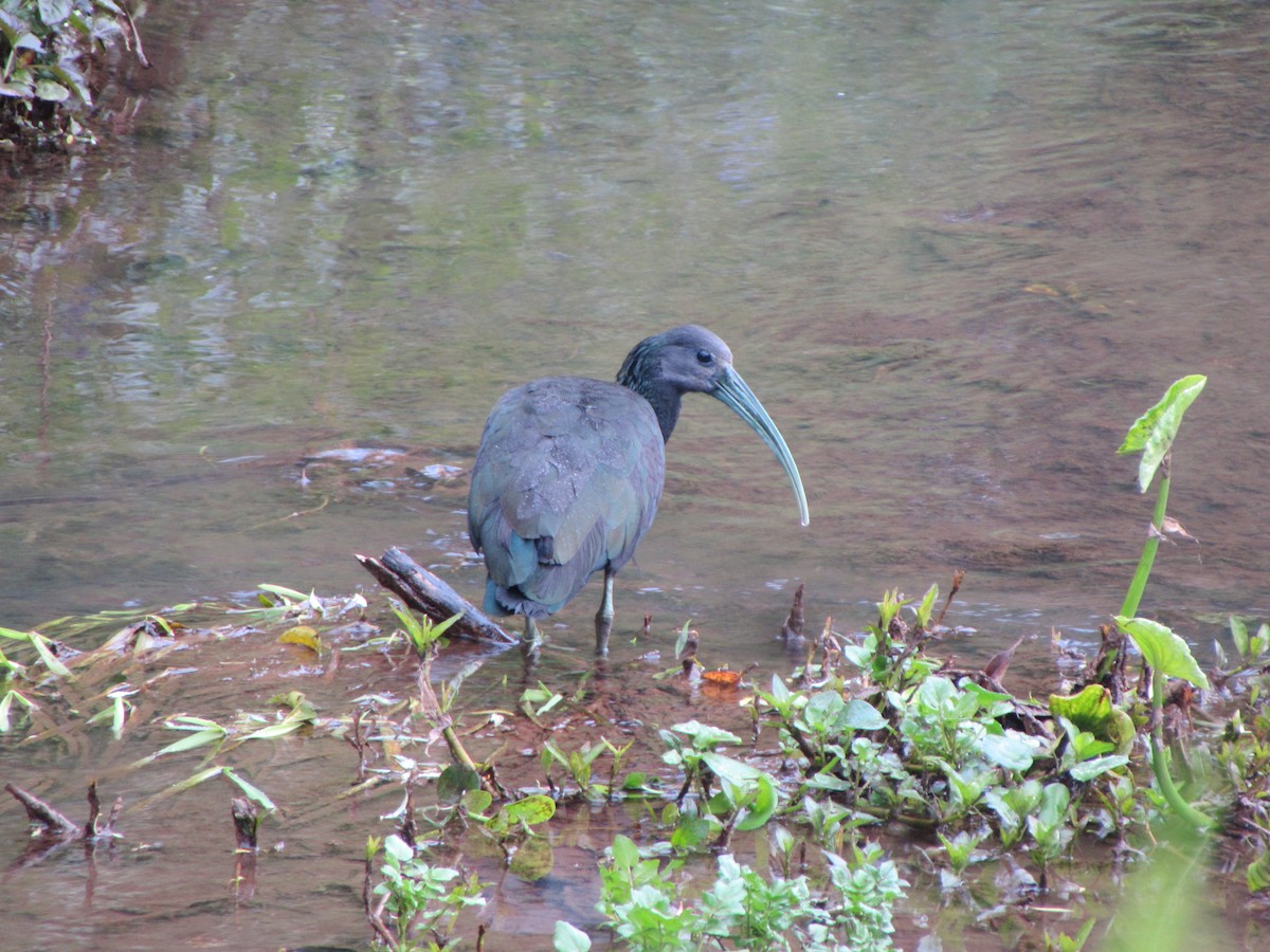 Green Ibis - ML643313172