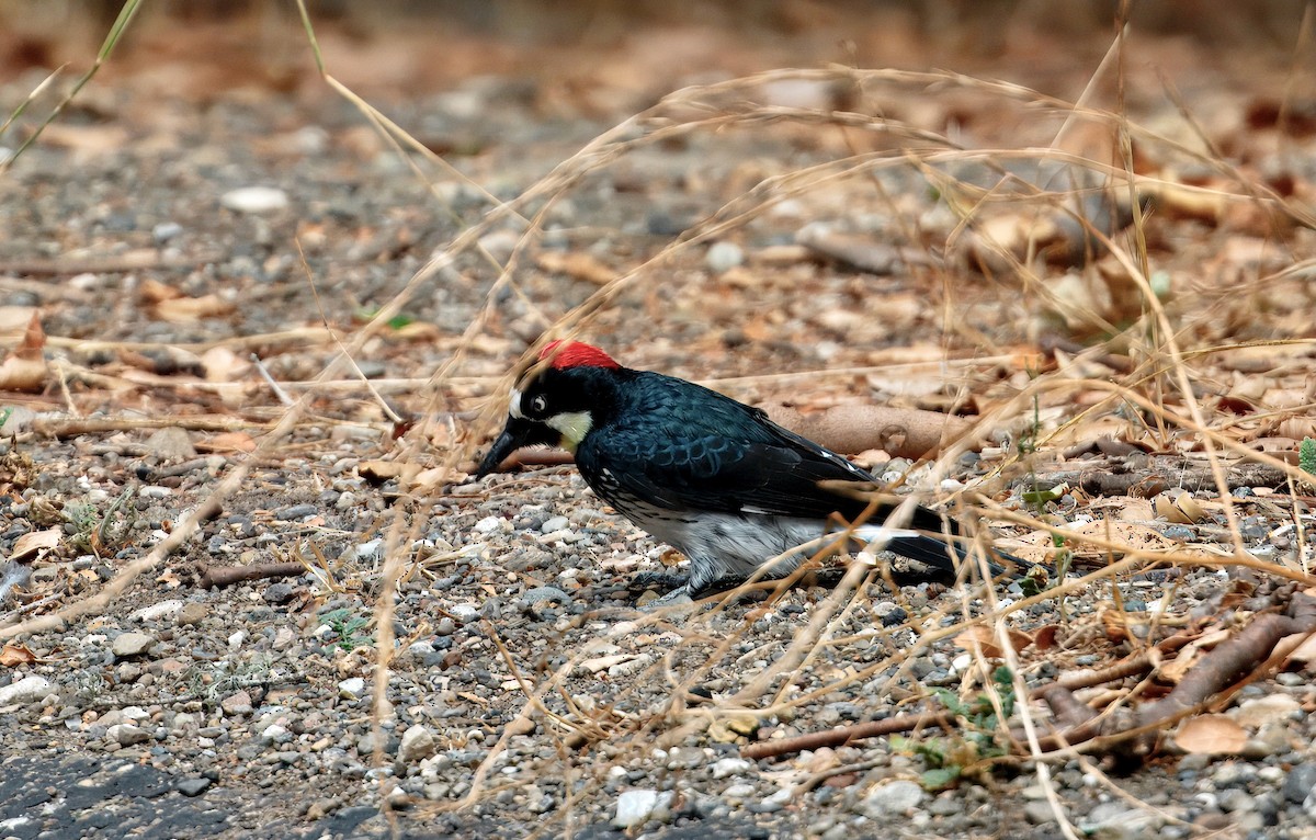 Palamut Ağaçkakanı - ML643313173