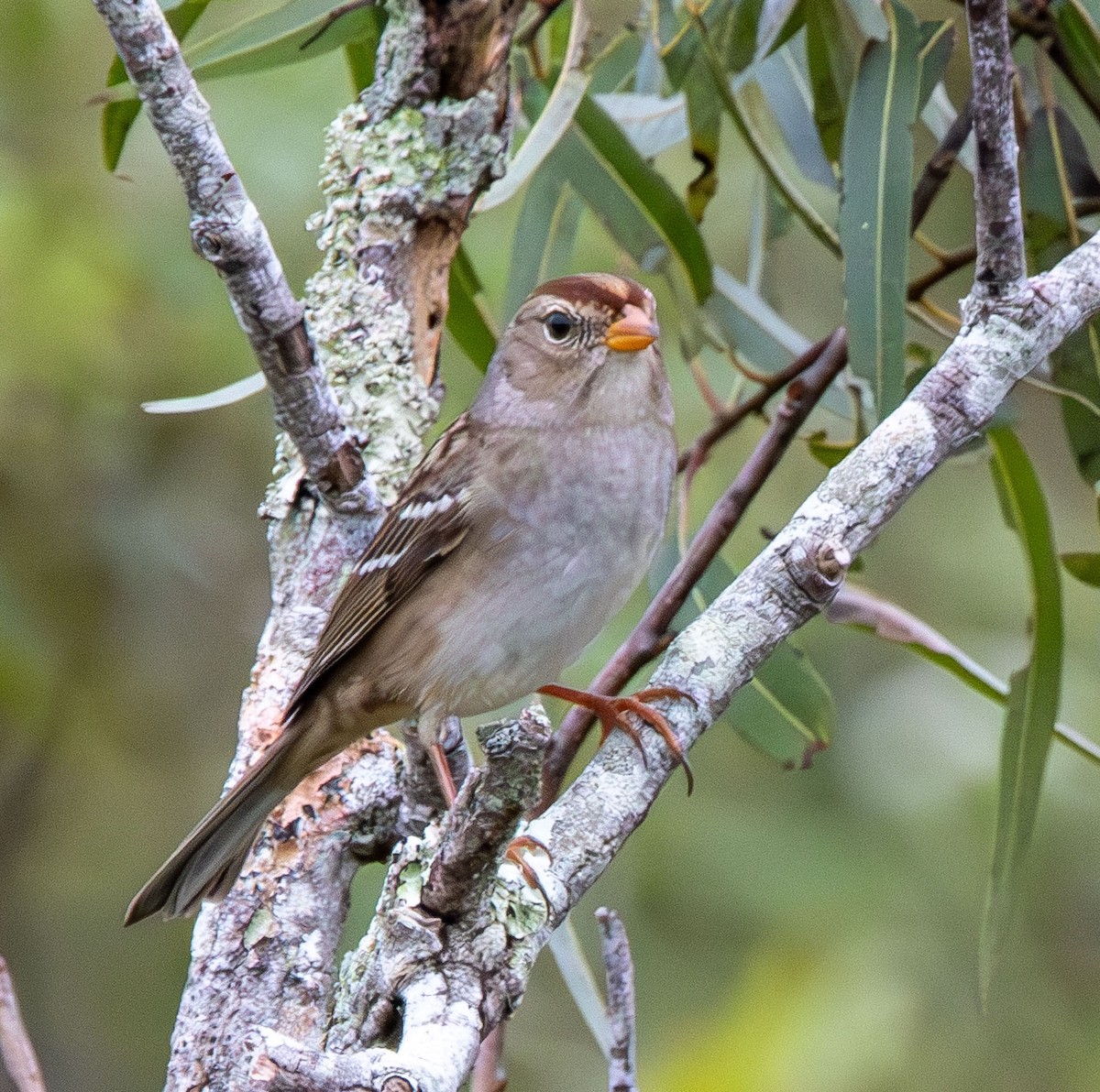 White-crowned Sparrow - Marni Tartack