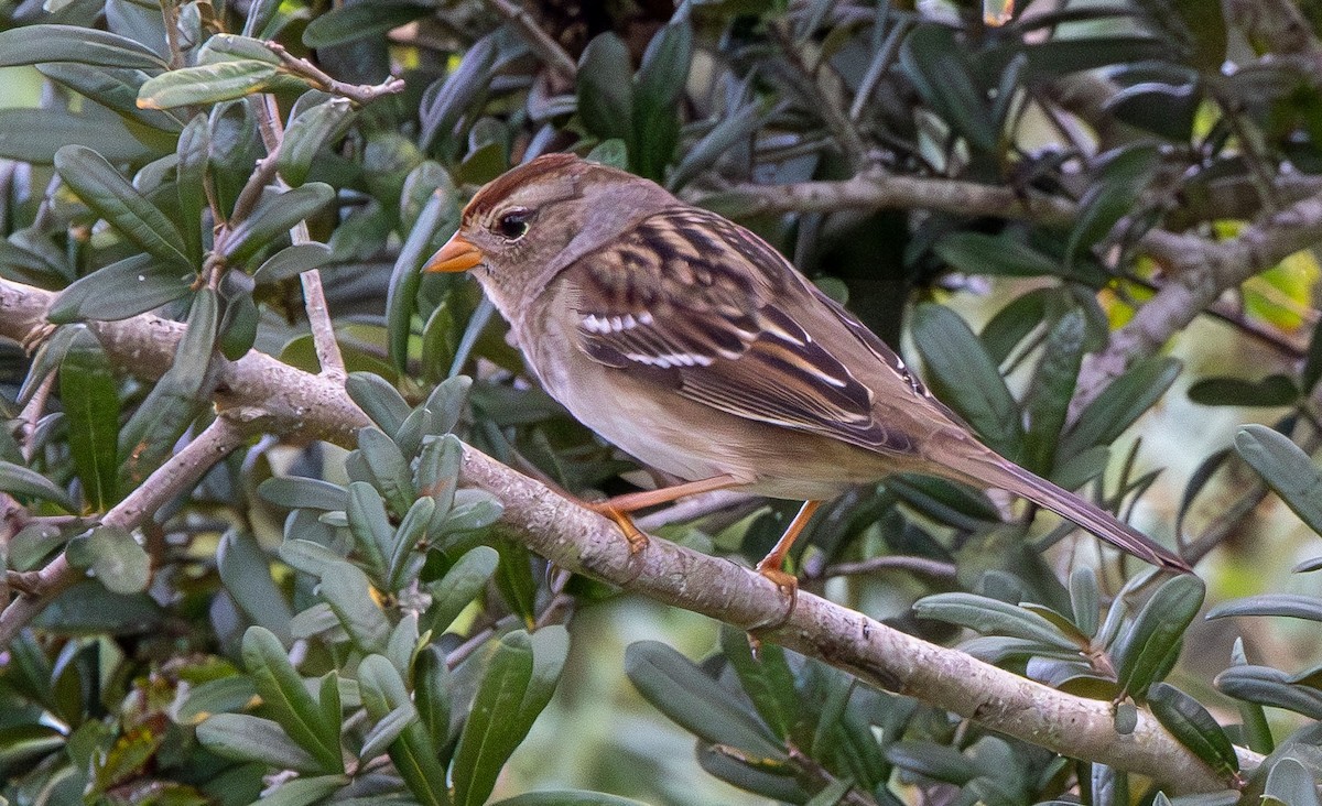 White-crowned Sparrow - Marni Tartack