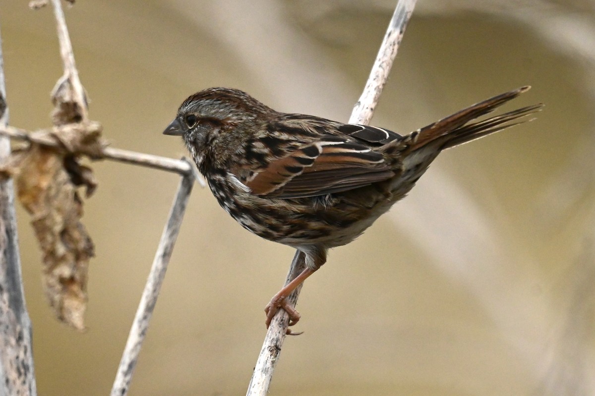 Song Sparrow (heermanni Group) - ML643313192