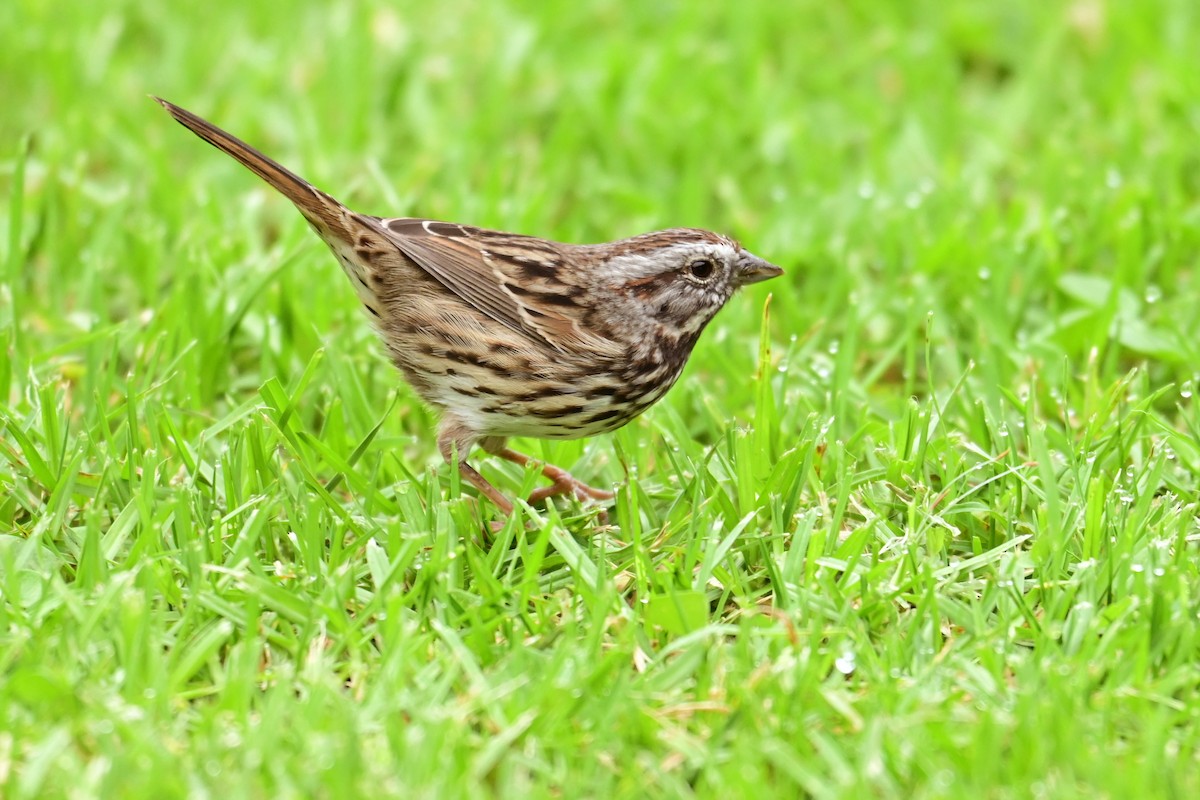 Song Sparrow (heermanni Group) - ML643313193