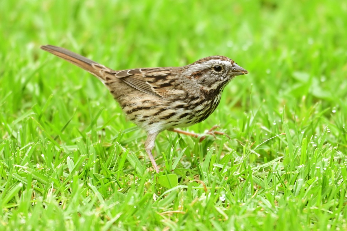 Song Sparrow (heermanni Group) - ML643313195