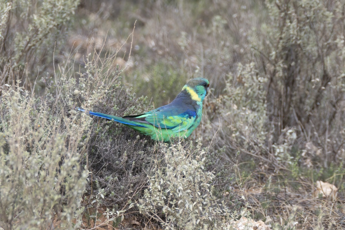 Australian Ringneck - ML643313249