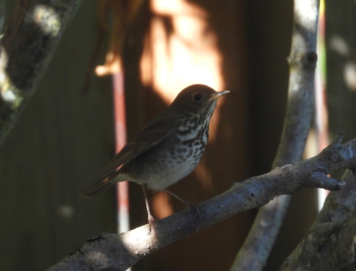 Hermit Thrush - Denise & David Hamilton