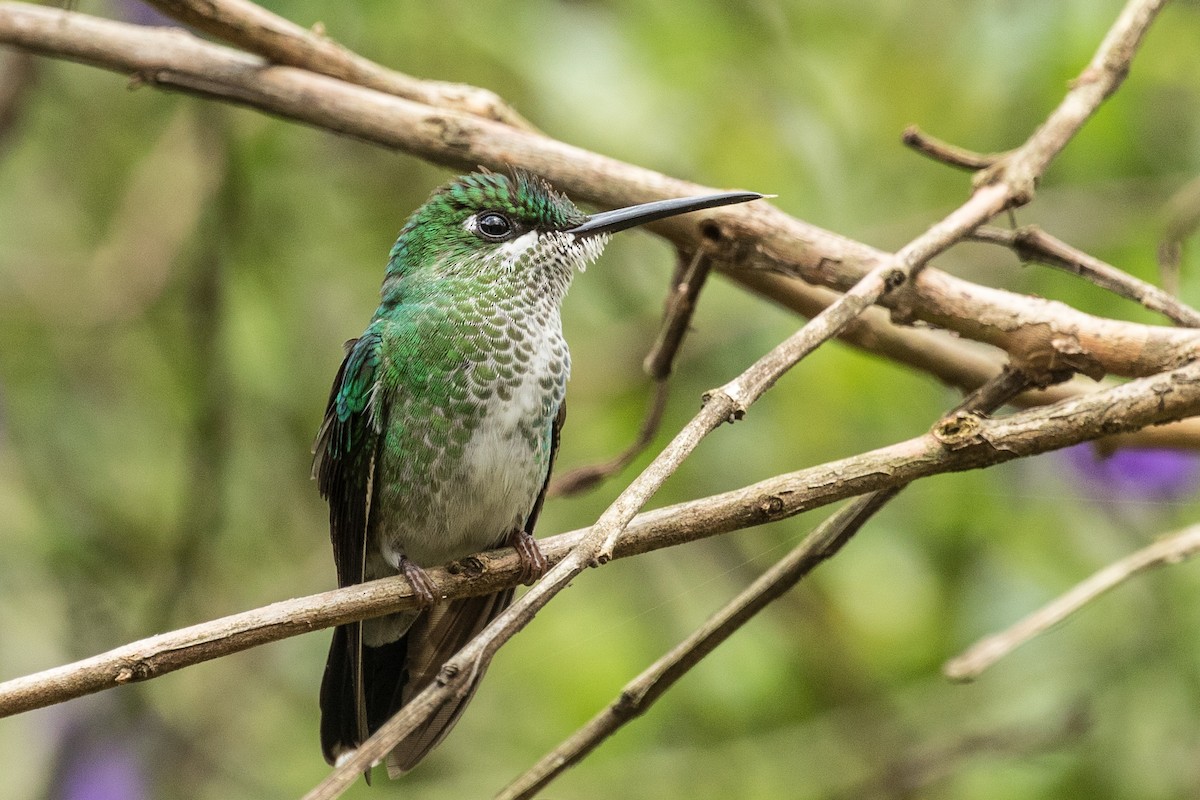 White-booted Racket-tail - ML643313262