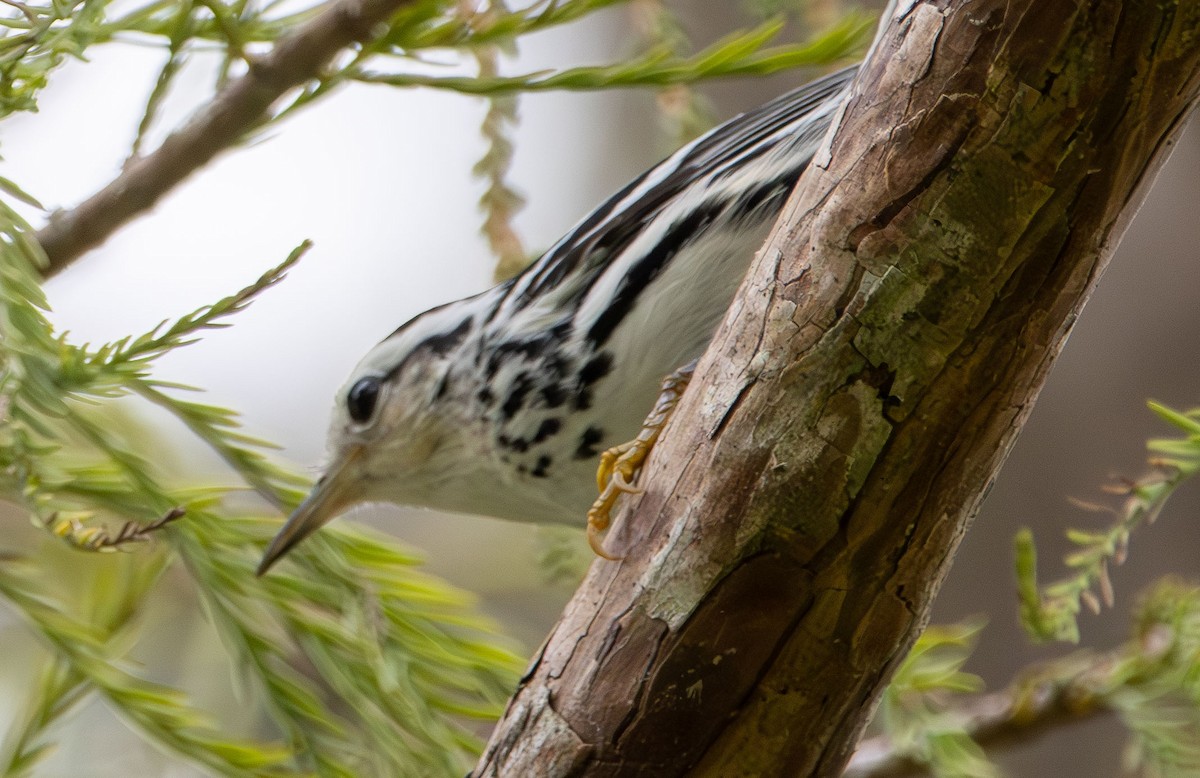 Black-and-white Warbler - ML643313263