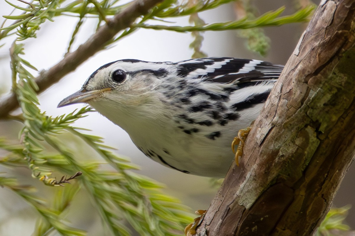 Black-and-white Warbler - ML643313264