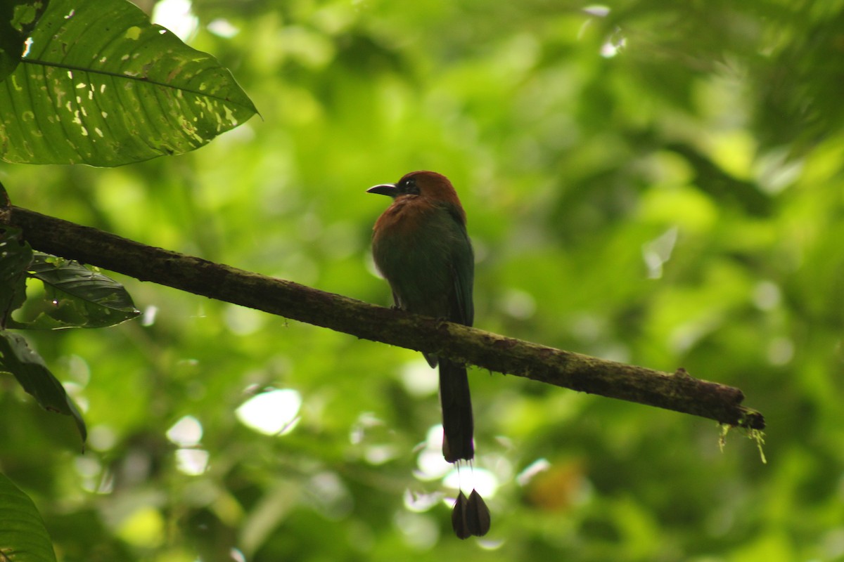 Broad-billed Motmot - ML643313283