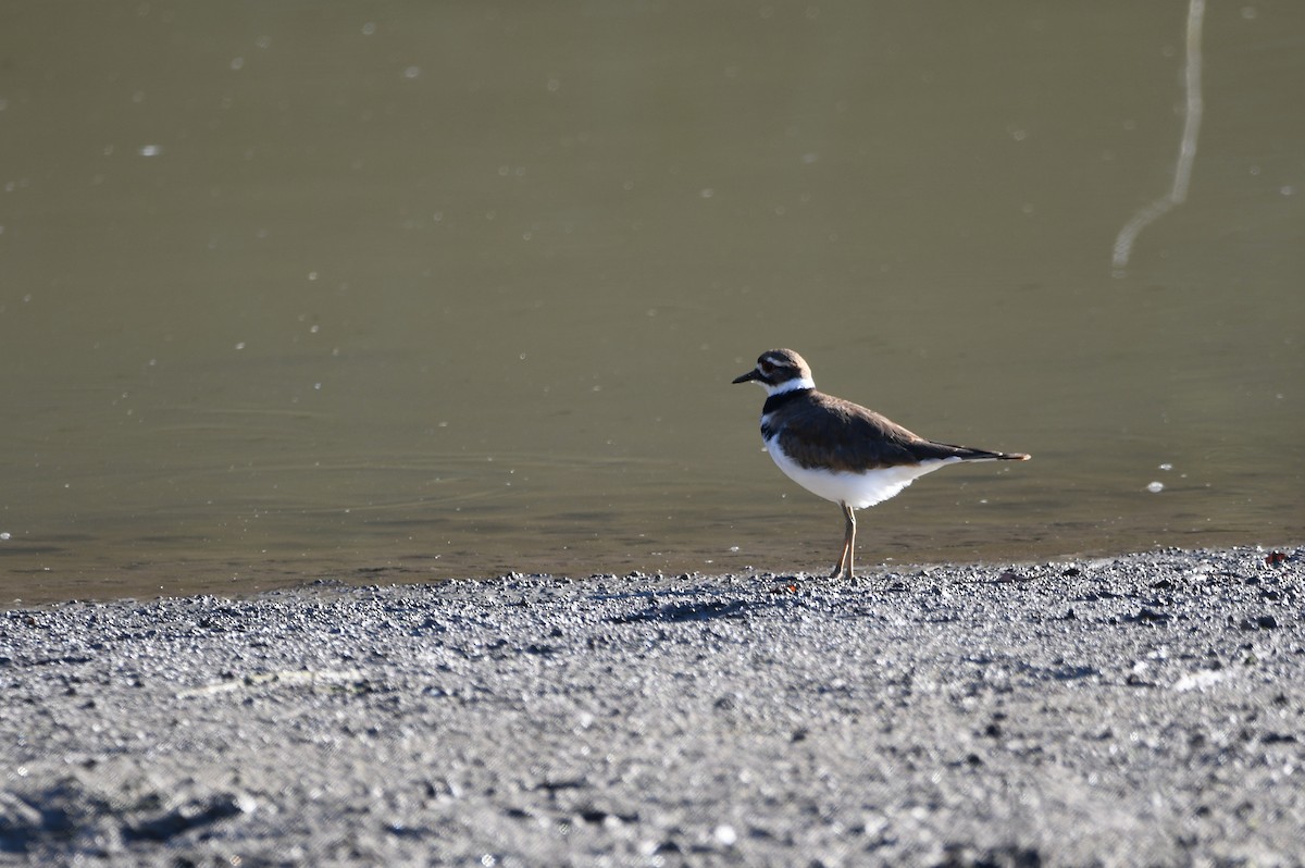 Killdeer - ML643313299