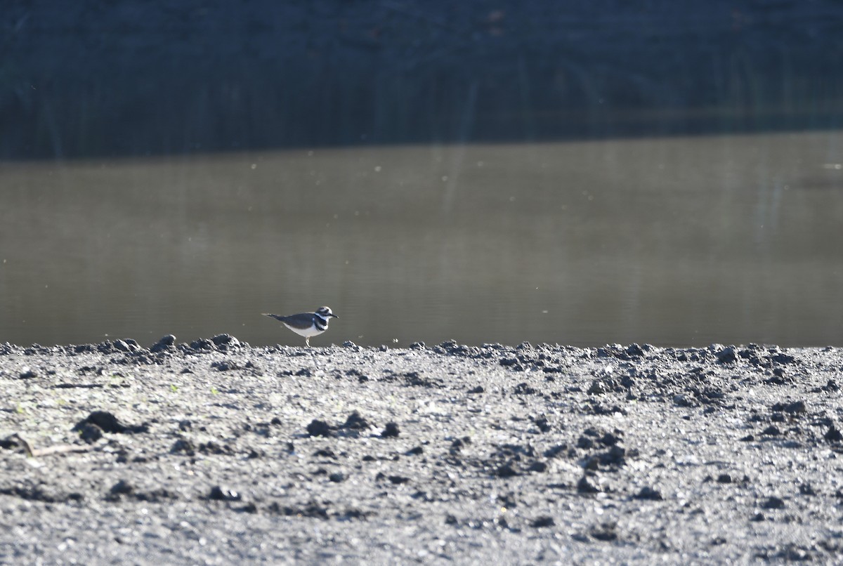 Killdeer - ML643313300