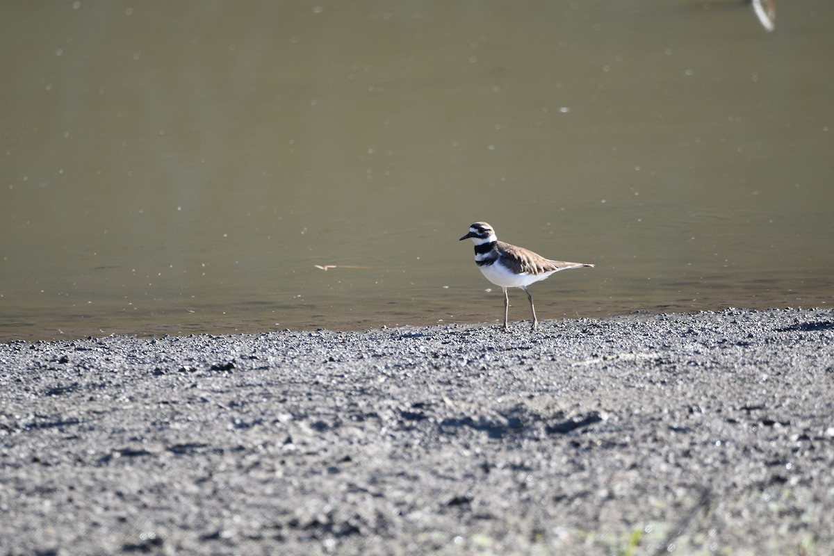 Killdeer - ML643313301