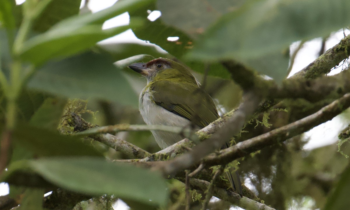 Black-billed Peppershrike - ML643313304
