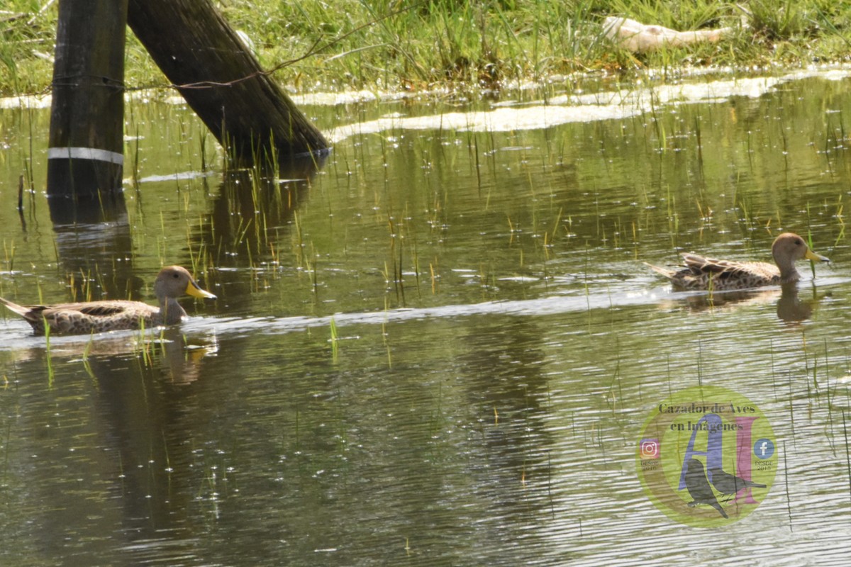 Yellow-billed Pintail - ML643313308